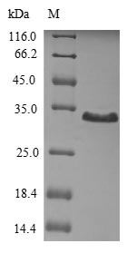 Human THPO protein