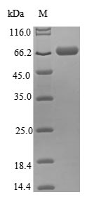 Human THRA protein