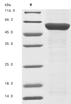 Human THRA protein