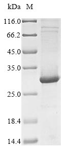 Human TLR7 protein