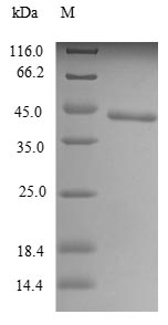 Mouse Tlr7 protein