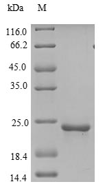 Human TMEM2 protein