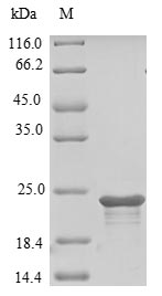 Mouse Tmem2 protein