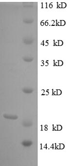 Bovine TNF protein