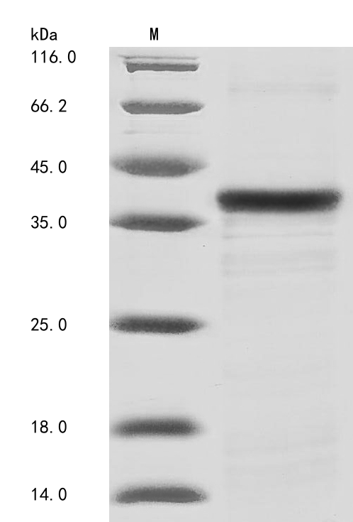 Mouse Tnmd protein