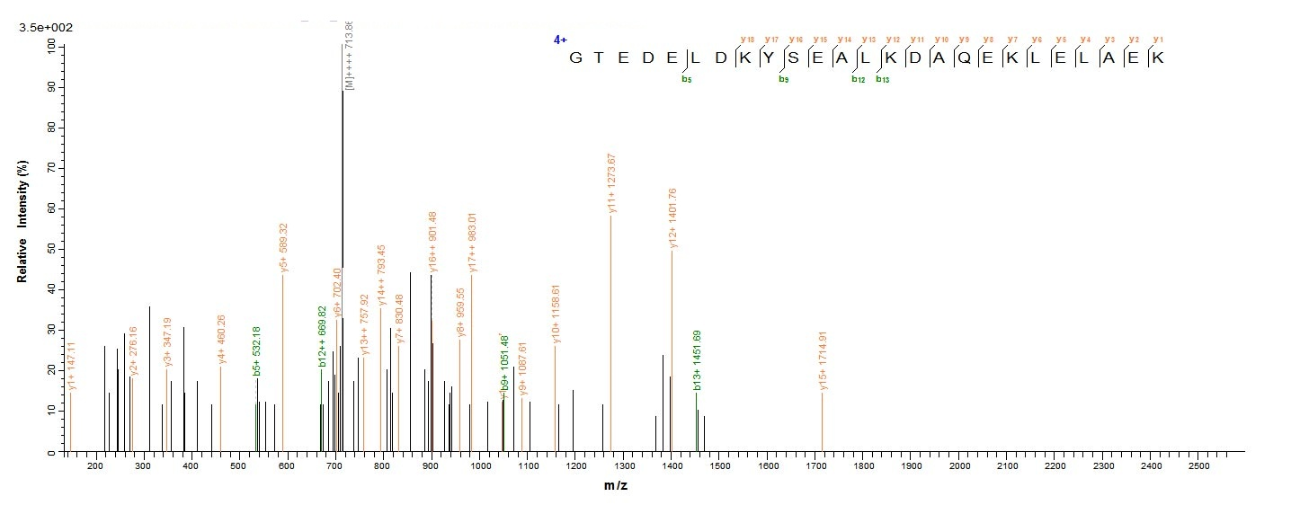Rabbit Tropomyosin protein