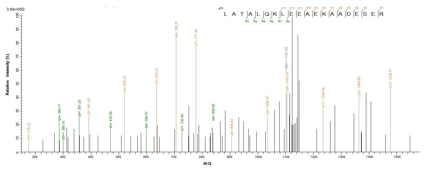 Rabbit Tropomyosin protein