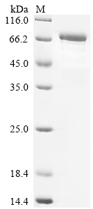 Mouse Trove2 protein