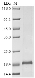 Canine TSHB protein