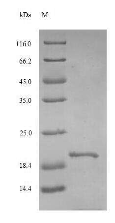 Rat Tshb protein