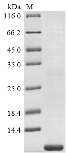 Human TSPAN2 protein