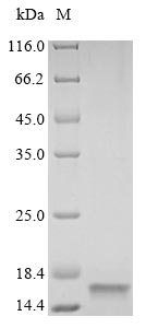 Rat Vamp2 protein
