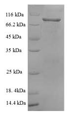 Rat CD106 protein