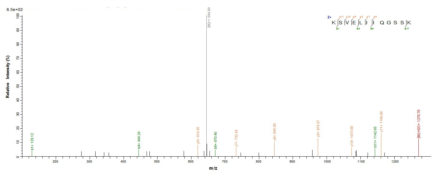 Rat CD106 protein