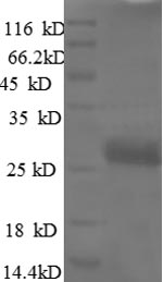 Rat Vegfa protein