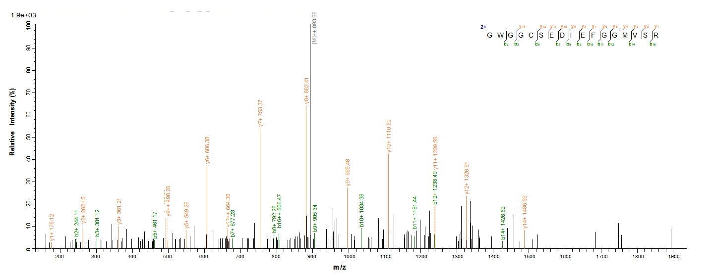 Human WNT3A protein