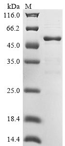 Human YJEFN3 protein