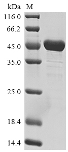 Human PAX5 protein