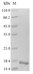Zebrafish Transthyretin protein