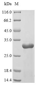 Zebrafish il1b protein