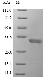 Zebrafish il1b protein