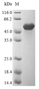 Bacteria uncultured bacterium Flagellin protein