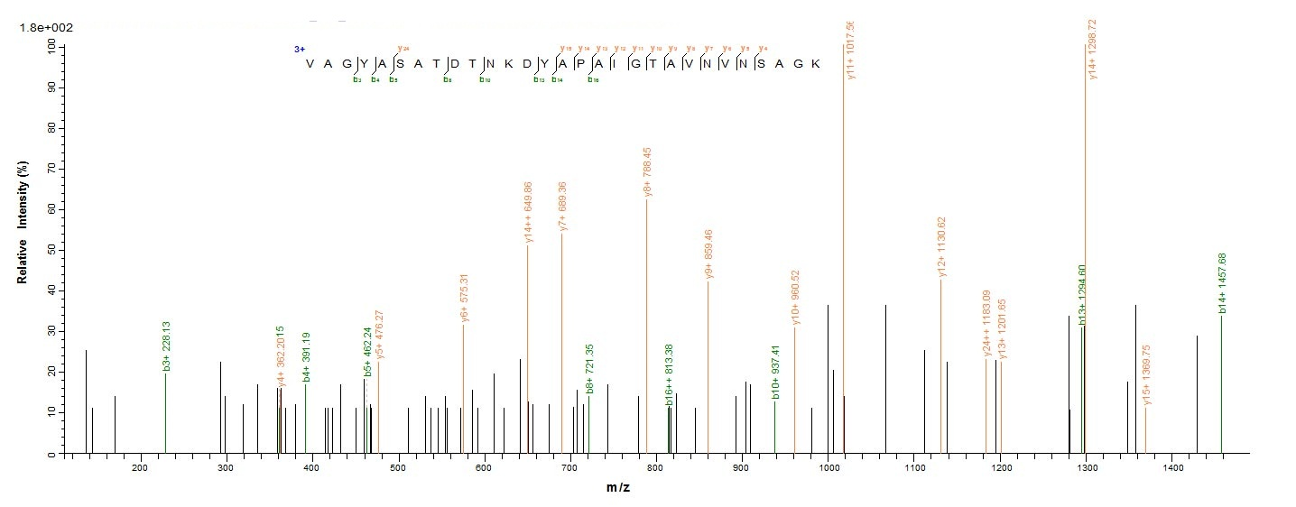 E. coli fliC protein
