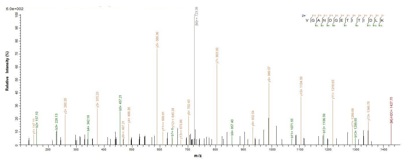 E. coli fliC protein