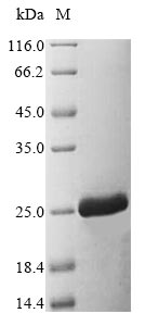 Zebrafish tnfa protein