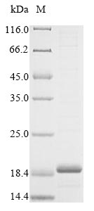 Rat Caprin2 protein
