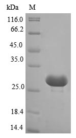 Plant alr2278 protein