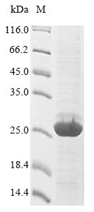 Animal Crassostrea gigas A-kinase anchor protein 7 isoform X2 protein