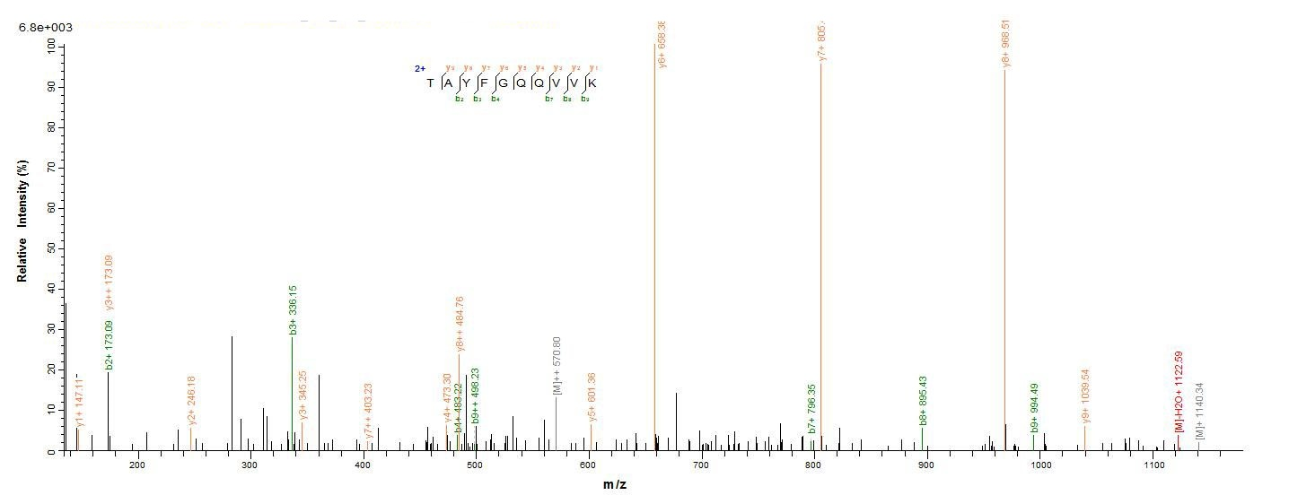Animal Crassostrea gigas A-kinase anchor protein 7 isoform X2 protein