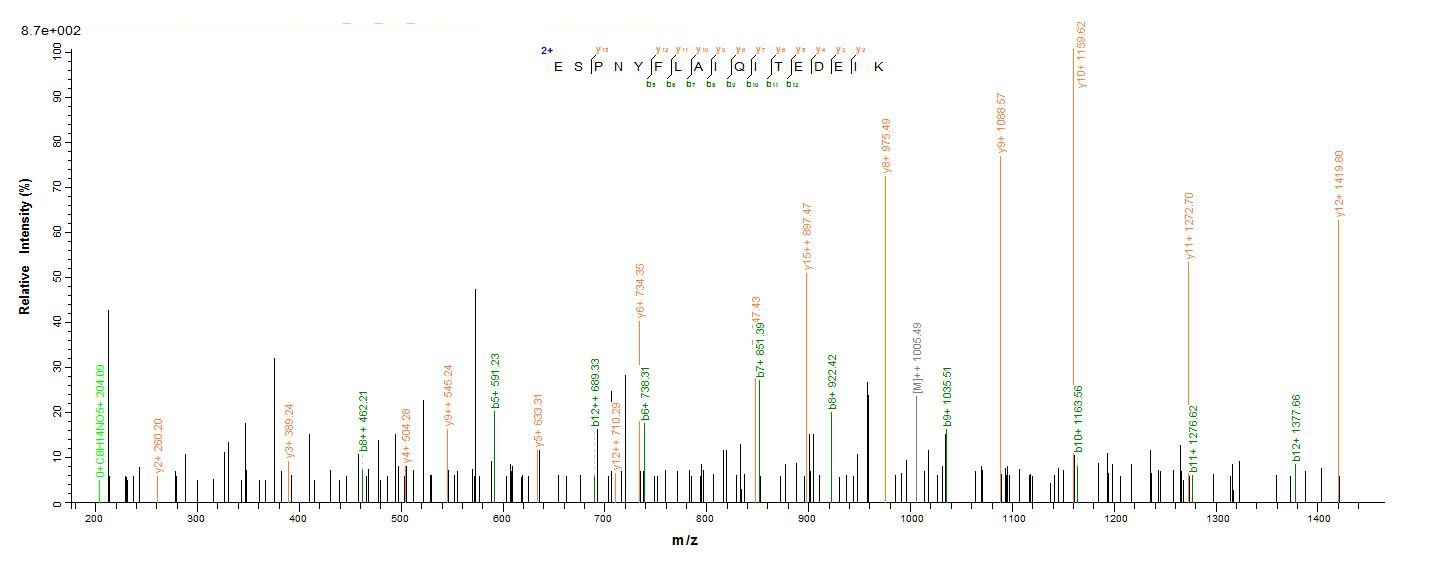 Animal Crassostrea gigas A-kinase anchor protein 7 isoform X2 protein