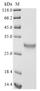 Virus A27L protein