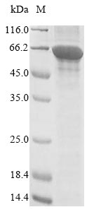Virus ACC1 protein