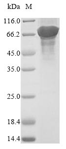 Virus ACC1 protein