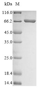Fungi ACC1 protein