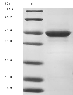 Human DRG2 protein