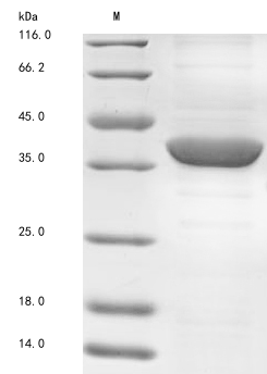 Human DRG2 protein