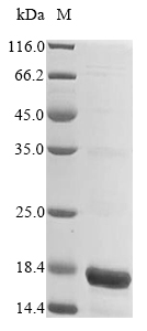 Zebrafish fam19a5a protein
