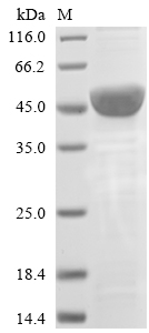 Bacteria tuf protein