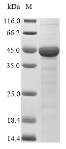 Fungi mnp2c protein