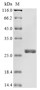 Human azoR protein