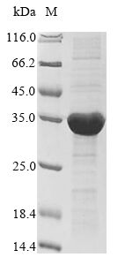 Plant all1616 protein