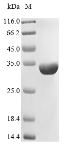 Plant all1616 protein