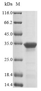 Bacteria MPN_372 protein