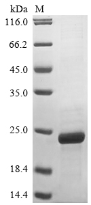 Virus A33R protein