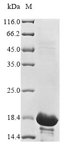 Virus A33R protein