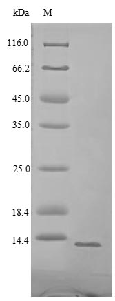 Virus stxB protein